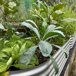Load image into Gallery viewer, Grow Tongs - Oval
