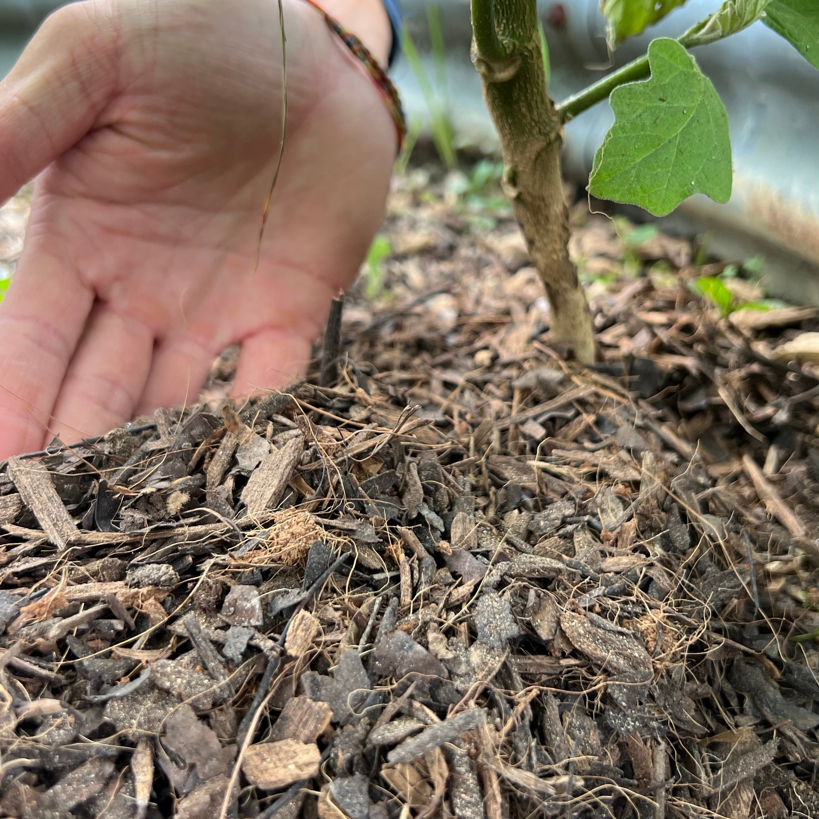 Indoor Mulch