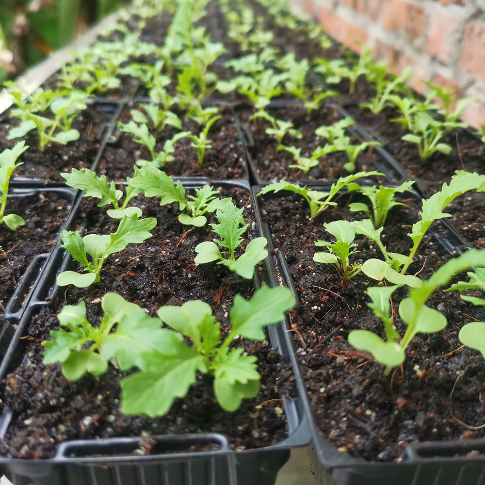 Robust Seed Starter Blend