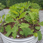 Load image into Gallery viewer, Grow Tongs - Oval
