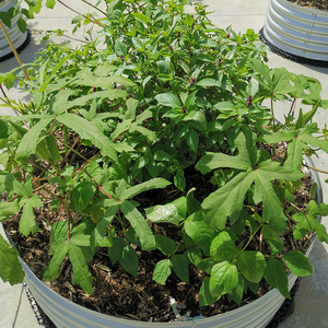 Grow Tongs - Round