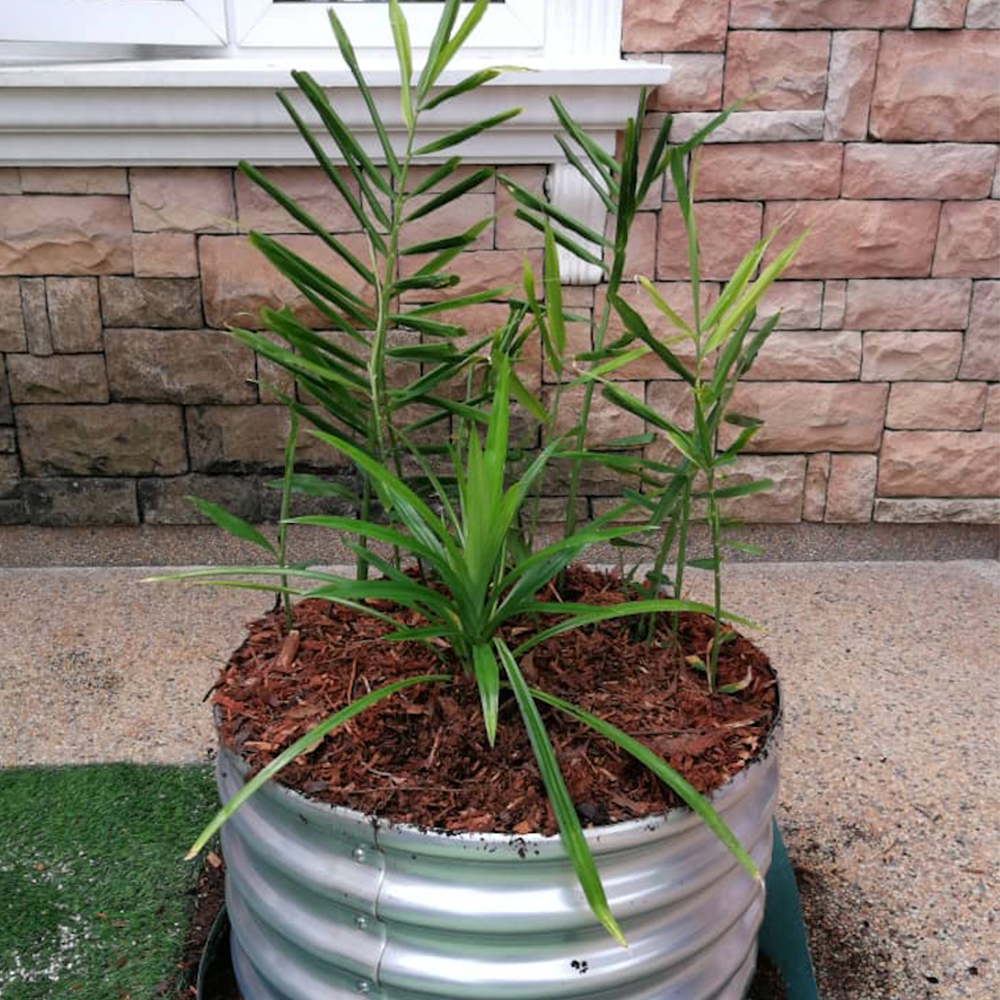 Grow Tongs - Round