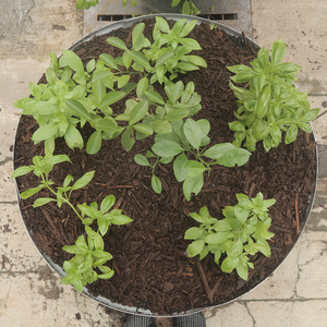 Grow Tongs - Round