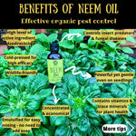 Load image into Gallery viewer, Diglings Neem Oil (Cold Pressed)
