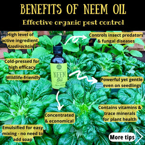 Diglings Neem Oil (Cold Pressed)