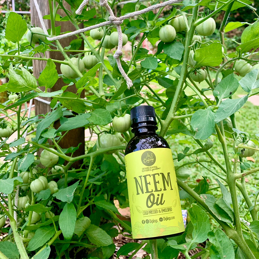 Diglings Neem Oil (Cold Pressed)